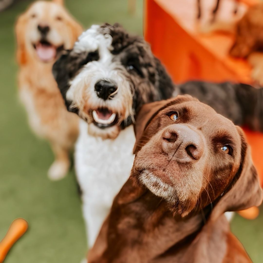 Luckydog Day & Night Care